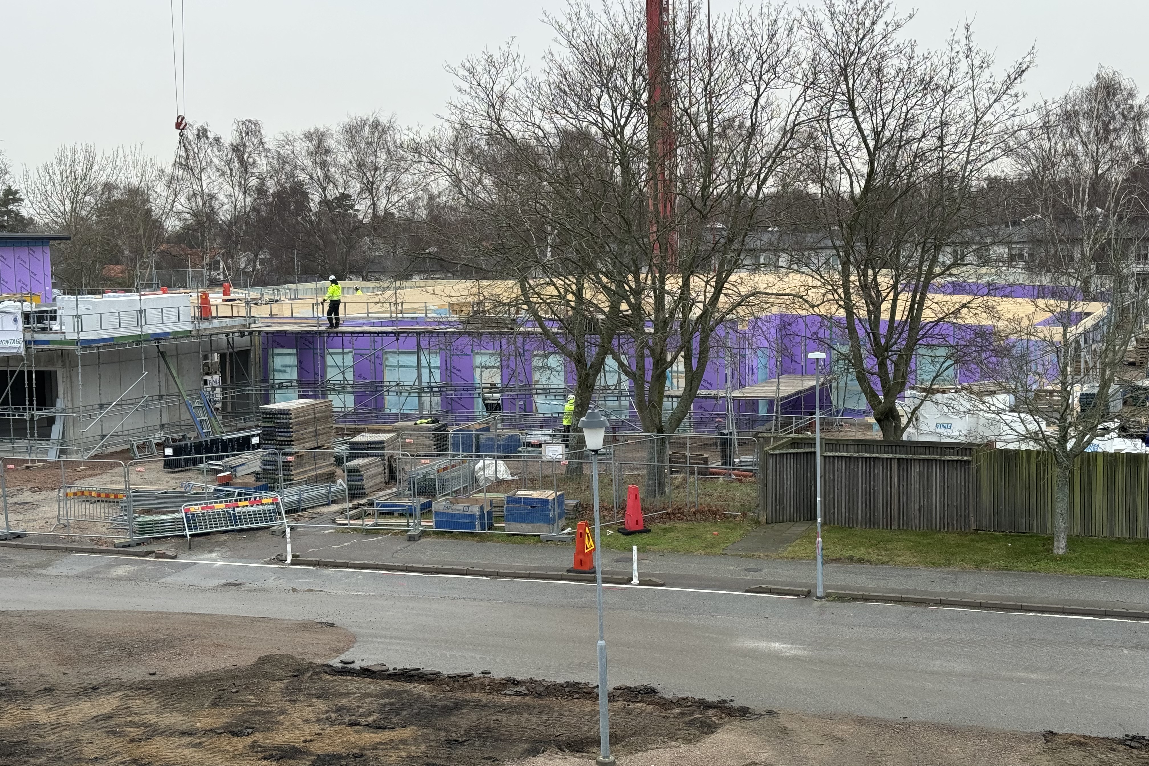 lilla tång 250116.jpg
